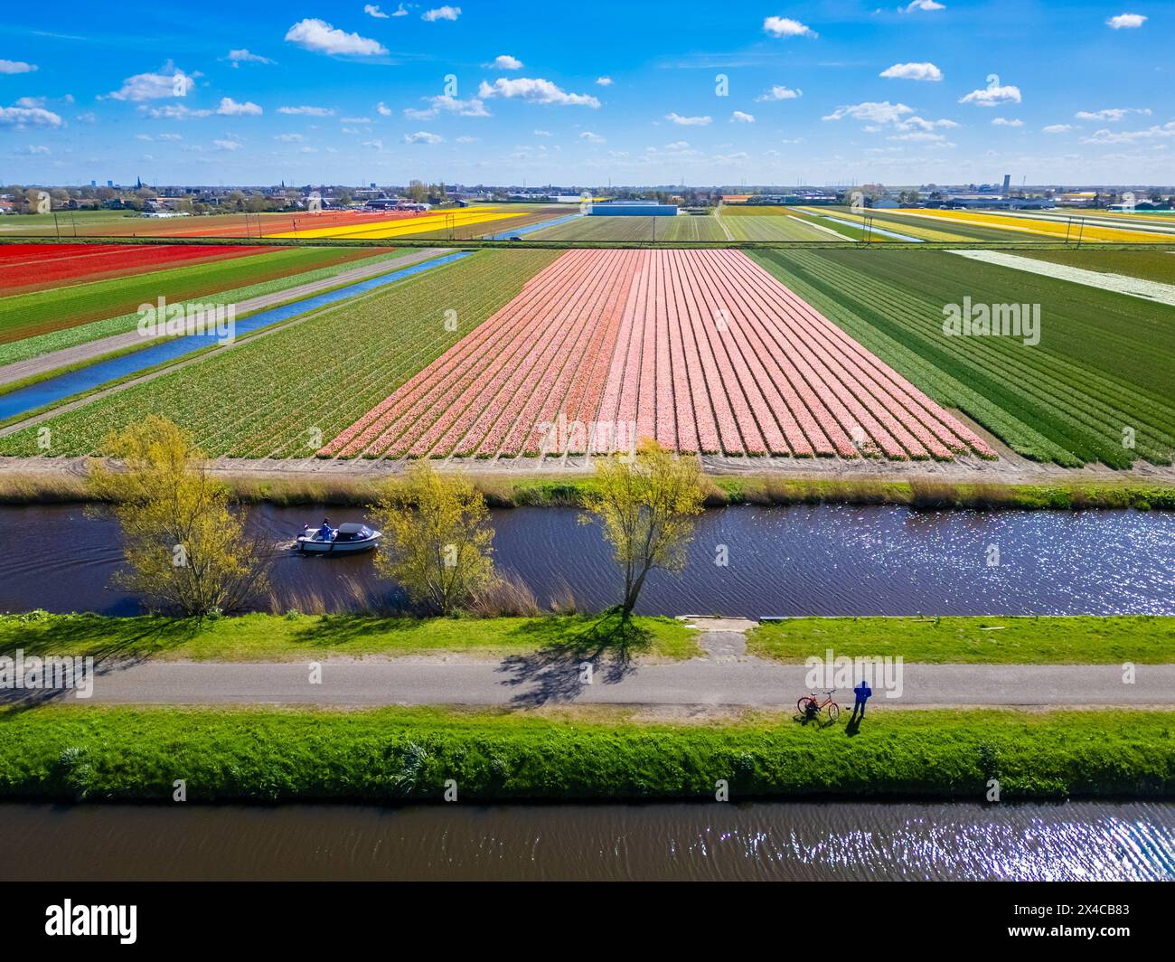 Vista aerea delle strisce di tulipani di vari colori in primavera. De Zilk, Noordwijk, distretto Zuid-Holland, Nederland. Foto Stock