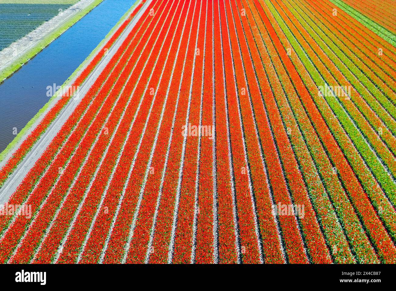 Vista aerea delle strisce di tulipani di vari colori in primavera. De Zilk, Noordwijk, distretto Zuid-Holland, Nederland. Foto Stock