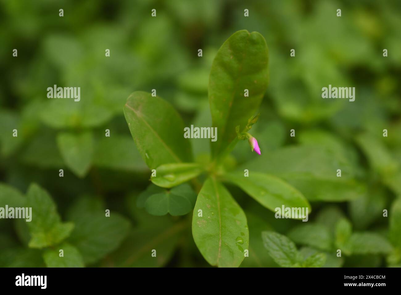 Un colpo ravvicinato di fiori da una pianta africana di foglie d'acqua Foto Stock