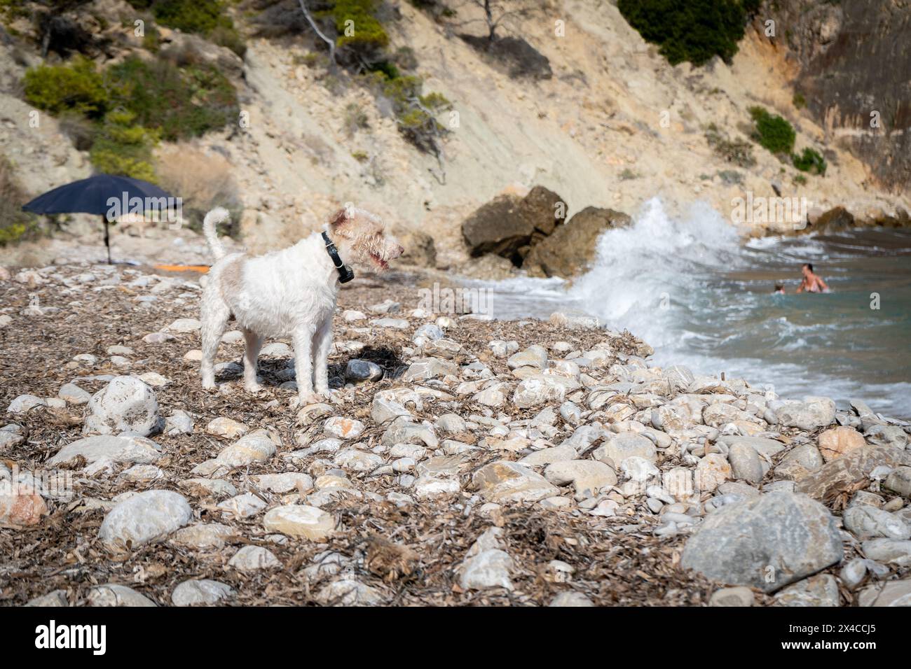 Un piccolo cane domestico con un collare GPS al guinzaglio su una spiaggia di ciottoli adatta agli animali, che si affaccia sull'acqua con la gente che fa il bagno nel dorso Foto Stock