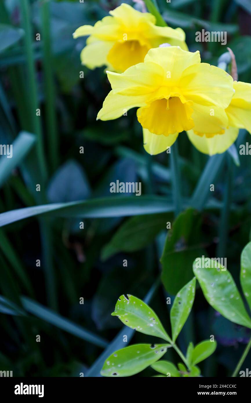 Colorato Narcissus Jonquilla giallo nel giardino Foto Stock
