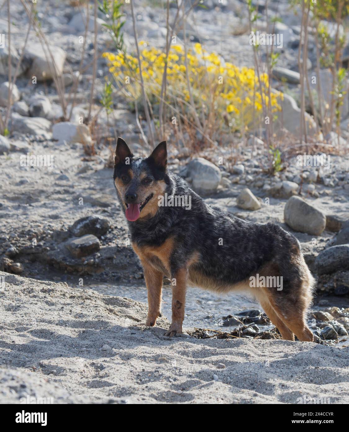 Mission Creek Preserve, deserto del Colorado, California Foto Stock