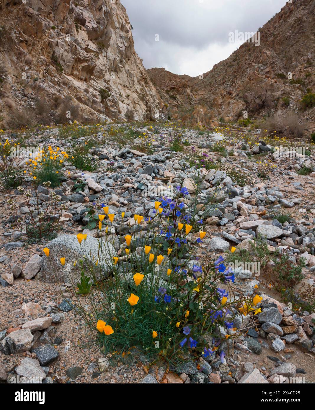 Fiori selvatici primaverili del Fargo Canyon, California Foto Stock