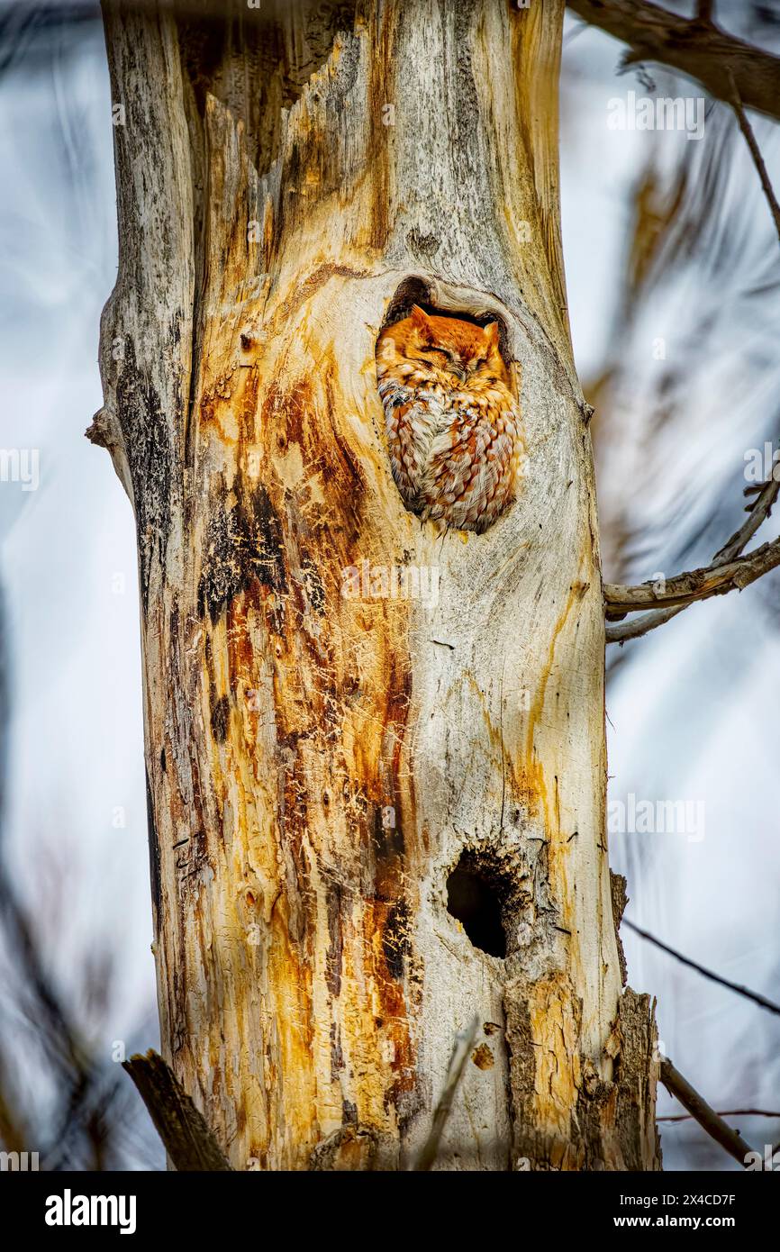 USA, Colorado, Fort Collins. Gufo stridente orientale nel buco dell'albero. Foto Stock