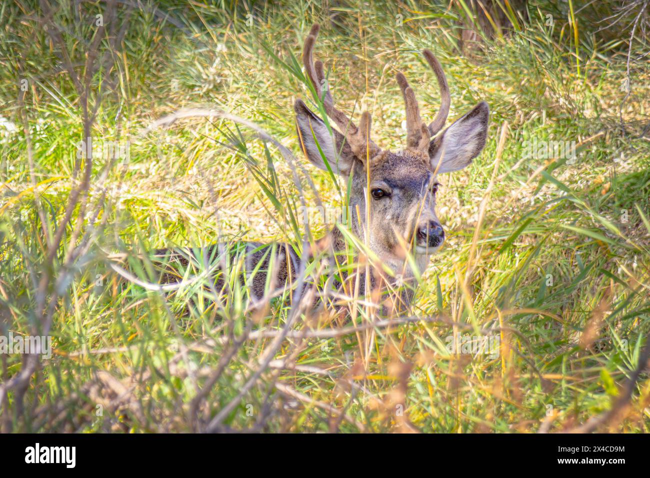 USA, Colorado, Fort Collins. Cervo mulo maschio in pennello erboso. Foto Stock