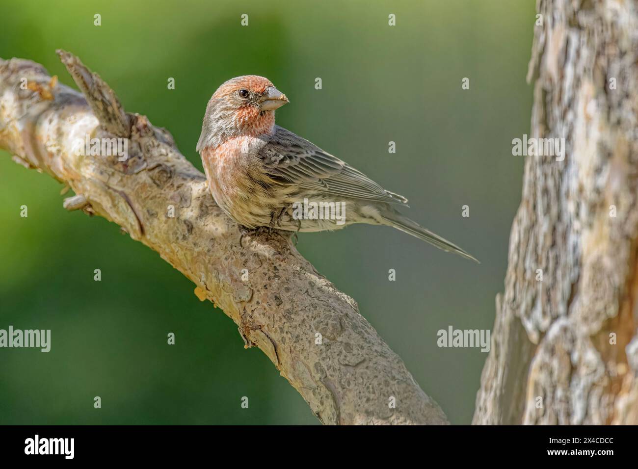 USA, Colorado, Fort Collins. Casa americana maschio finch sul braccio. Foto Stock