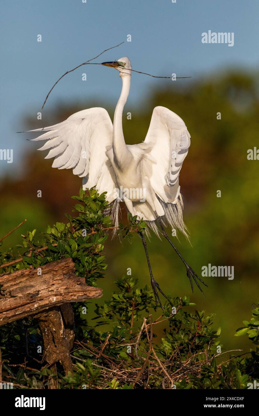 Una grande egretta porta il materiale di nidificazione alla recluta. Foto Stock