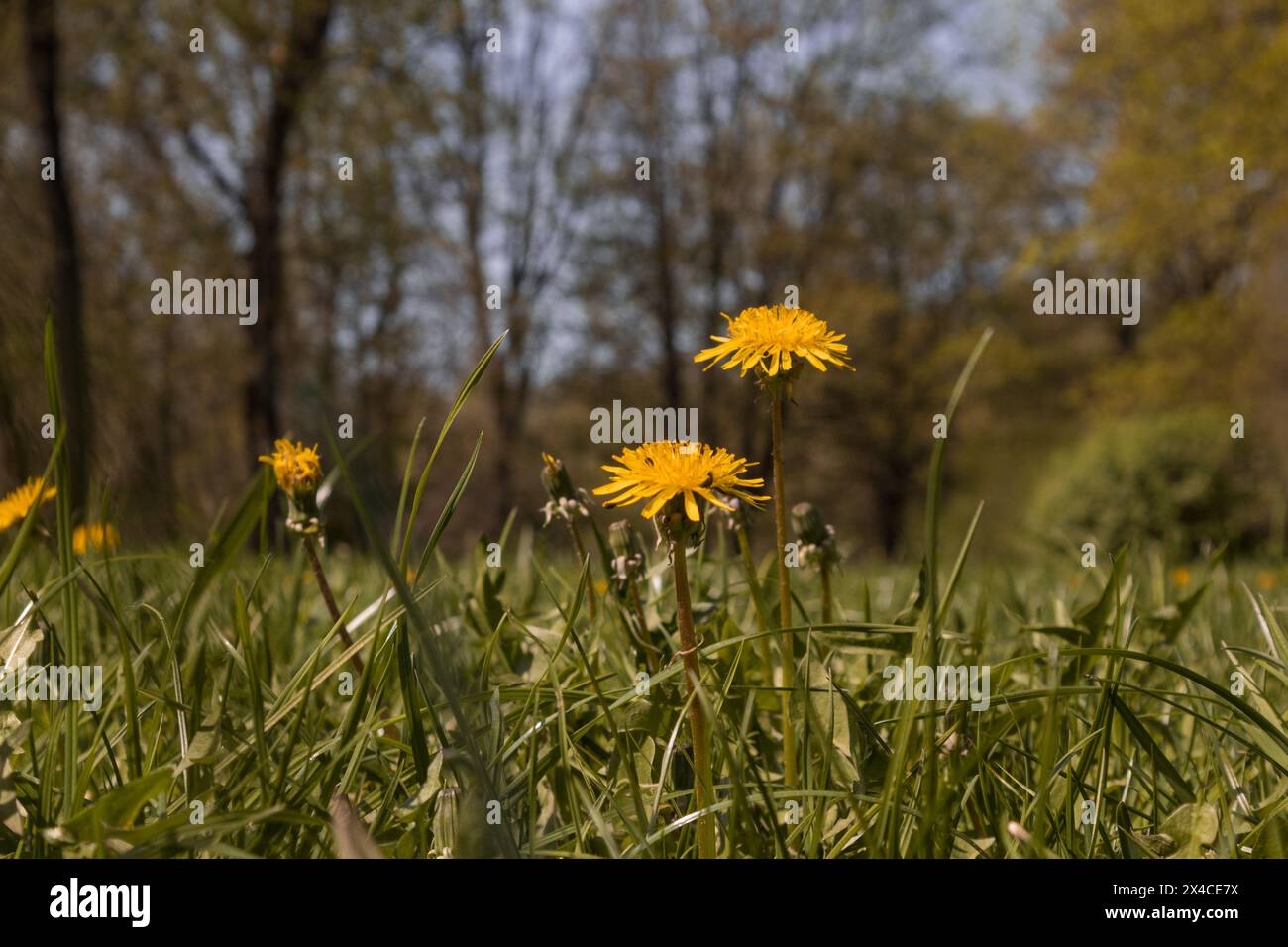 Sentimenti di primavera, tutto verde, i leoni decorano l'erba verde con i loro fiori gialli. Il sole riscalda ogni cuore, dando l'impulso ad e Foto Stock