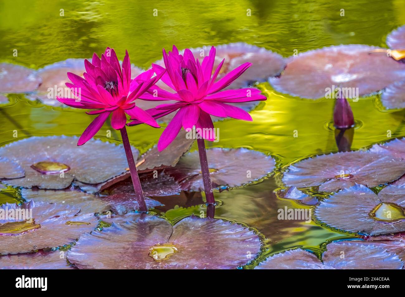 Ninfaea rosa, giardino botanico tropicale Fairchild, Coral Gables, Florida. Foto Stock