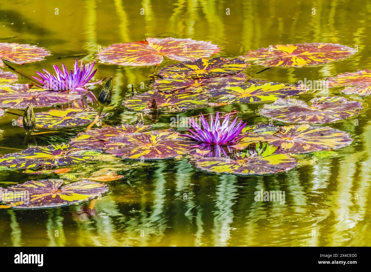 Purple Nymphaea, Fairchild Tropical Botanic Garden, Coral Gables, Florida. Foto Stock