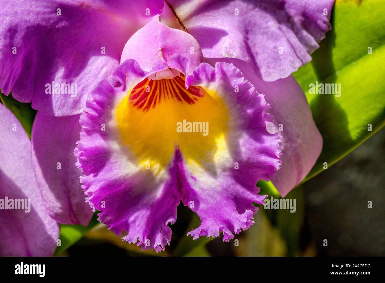 Orchidea di Cattleya, giardino botanico tropicale di Fairchild, Coral Gables, Florida. Foto Stock