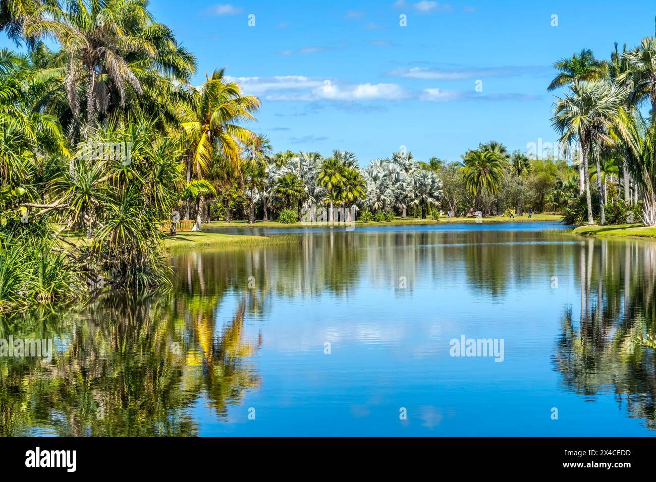 Palm Trees, Fairchild Tropical Botanic Garden, Coral Gables, Florida. Foto Stock