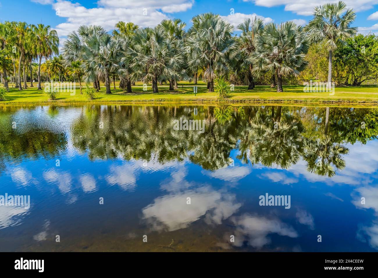 Palm Trees, Fairchild Tropical Botanic Garden, Coral Gables, Florida. Foto Stock