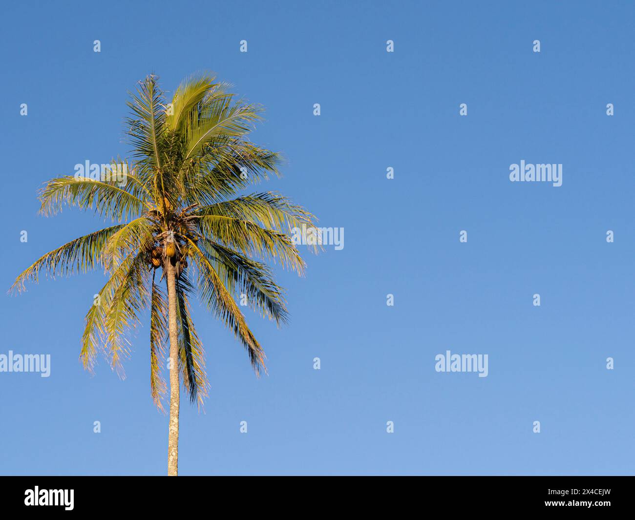 Palme da cocco contro un cielo hawaiano, Hamakua Coast, Hawaii Foto Stock