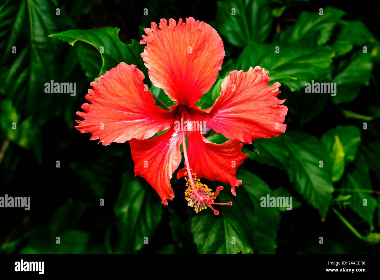 Fiori di ibisco rosso, Honolulu, Hawaii. Hibiscus è il fiore dello stato delle Hawaii. Foto Stock