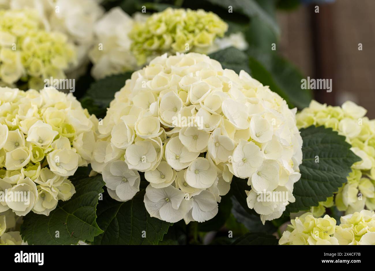 Hydrangea macrophylla bianca in fiore nel Regno Unito Foto Stock