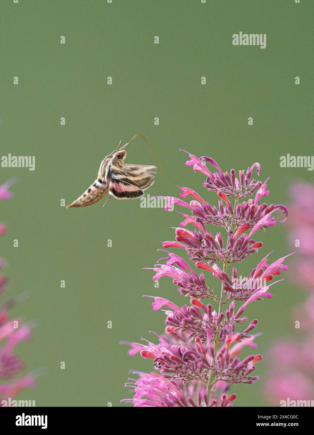 Falena Sfinge rivestita di bianco che impollina i fiori di agastache Foto Stock