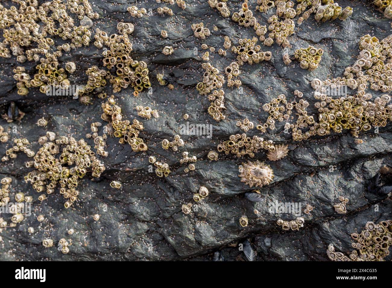 Un gruppo di Barnacoli attaccati alla superficie di una roccia. Foto Stock