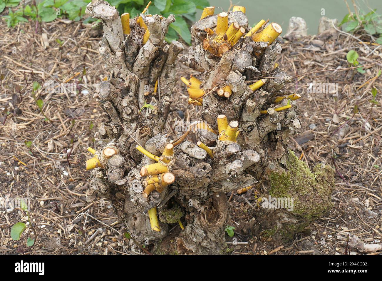 Primo piano di Salix alba, la doratura ha subito tagli duri nel tardo inverno. Foto Stock