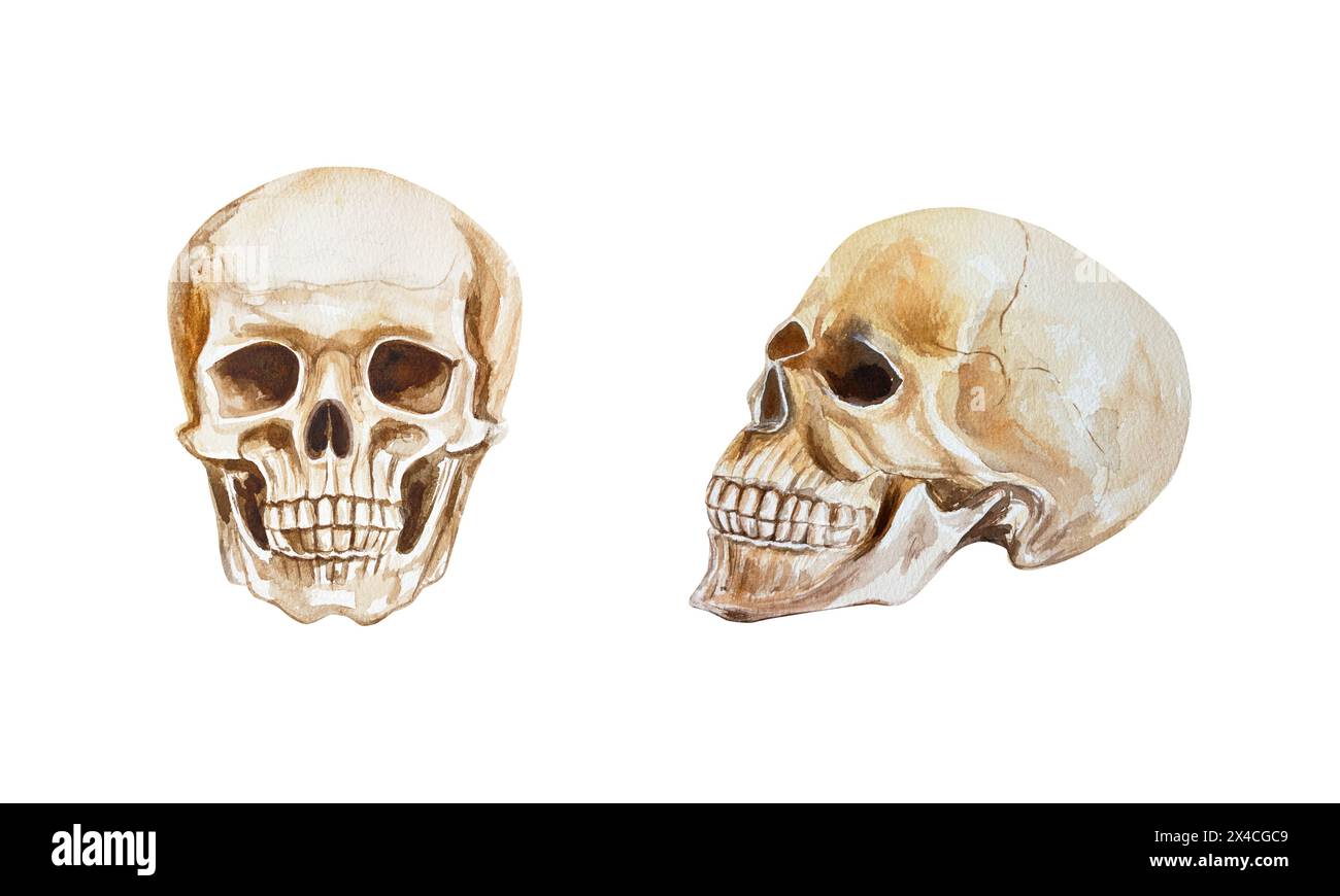 Cranio umano, vista frontale, vista laterale, profilo. Illustrazione ad acquerello disegnata a mano isolata su sfondo bianco. Per Halloween e il giorno dei morti, Foto Stock