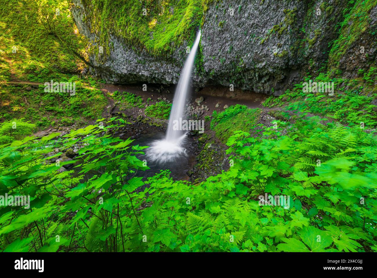 Coda di cavallo cade, Columbia River Gorge National Scenic Area, Oregon, Stati Uniti d'America Foto Stock