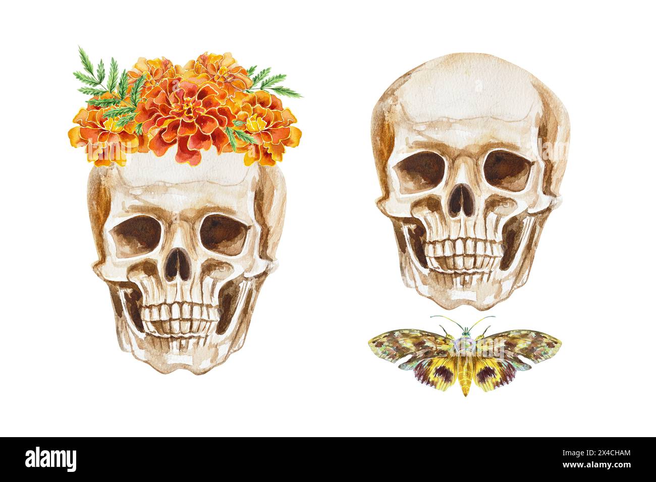 Cranio umano con corona floreale, falena e farfalla. Illustrazione ad acquerello disegnata a mano isolata su sfondo bianco. Halloween e il giorno del Foto Stock