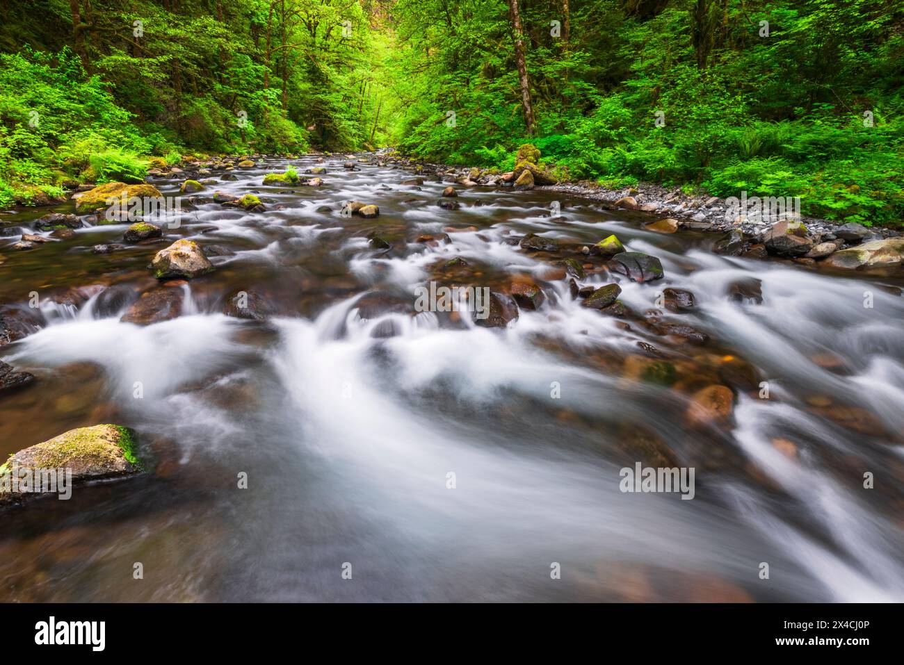 Tanner Creek, Columbia River Gorge National Scenic Area, Oregon, Stati Uniti d'America Foto Stock