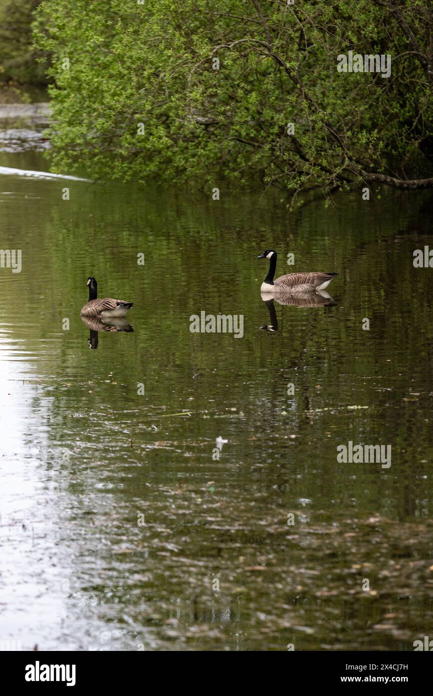 Linear Park, Cinderford è uno spazio selvaggio basato su una vecchia ferrovia forestale/tram in una zona industriale della città. Foto Stock