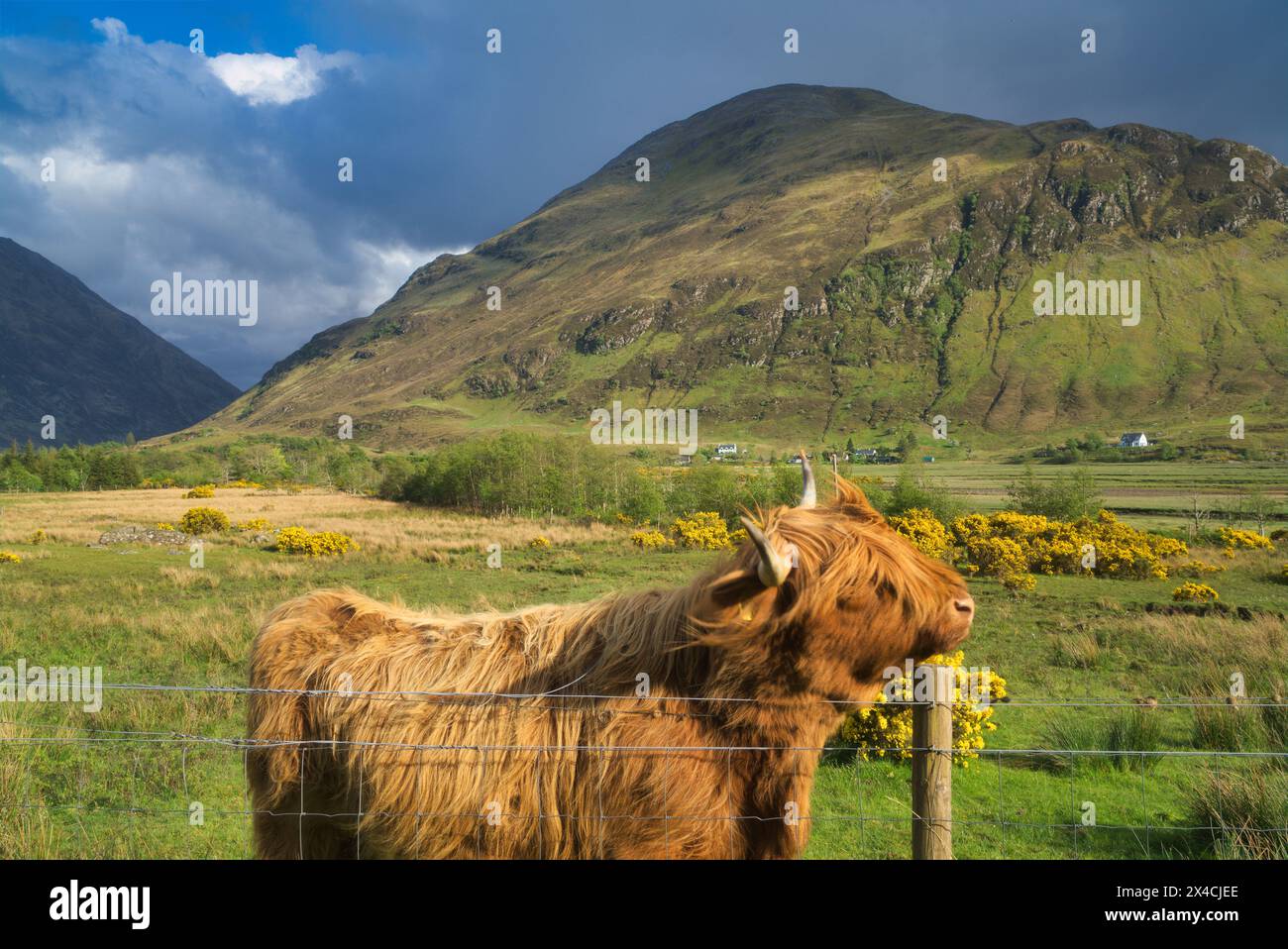 Mucche delle Highland con un gorse giallo brillante sul campo. Morvich, Shiel Bridge, North West Highlands, Scozia, Regno Unito Foto Stock