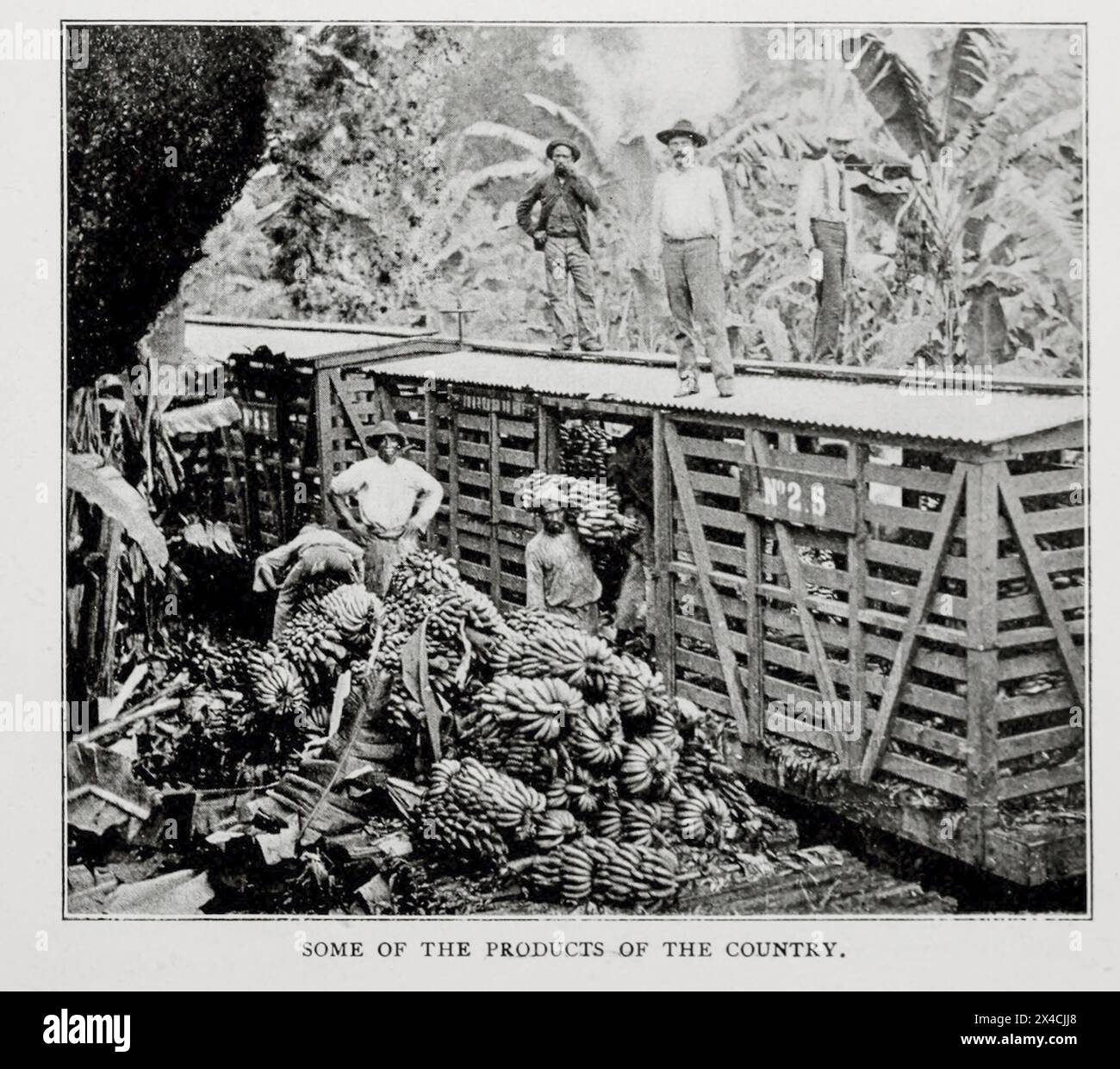 Carico di banane su un treno dalla REVISIONE dell'articolo DEL PROGRAMMA DEL CANALE DEL NICARAGUA. Di W. Henry Hunter della rivista Engineering dedicata al progresso industriale volume XVI ottobre 1898 - marzo 1899 The Engineering Magazine Co Foto Stock