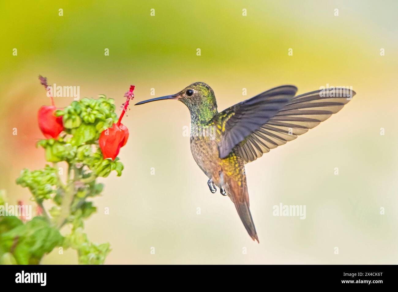Stati Uniti, Texas, contea di Hidalgo. Dar da mangiare ai colibrì con il panciuto Foto Stock
