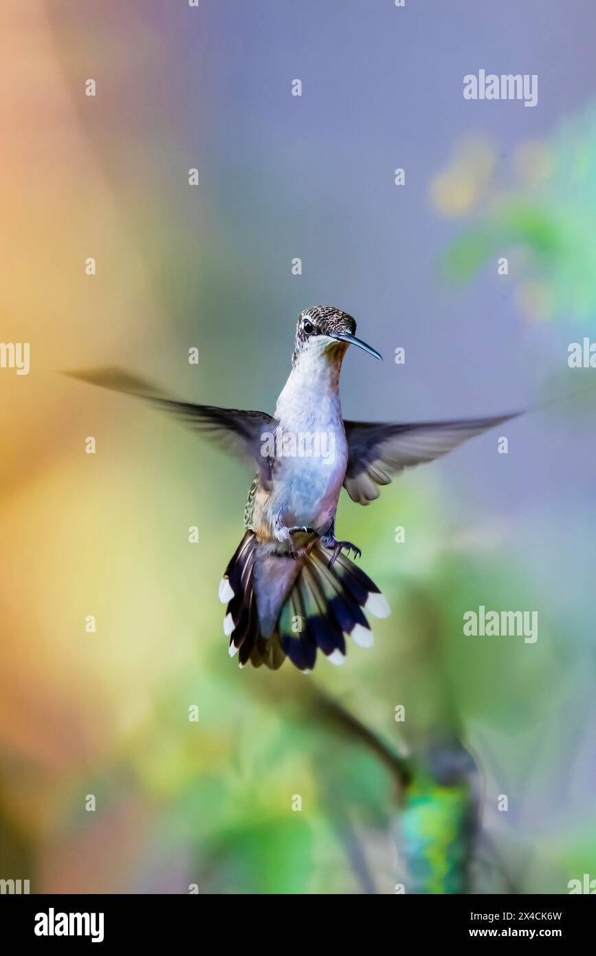 Stati Uniti, Texas, contea di Hidalgo. Colibrì con il cinguettio nero che sorvola Foto Stock