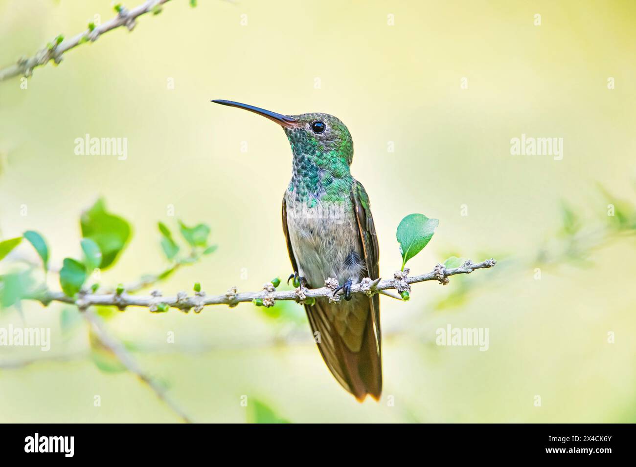 Stati Uniti, Texas, contea di Hidalgo. Colibrì con pancia di scoglio arroccato Foto Stock