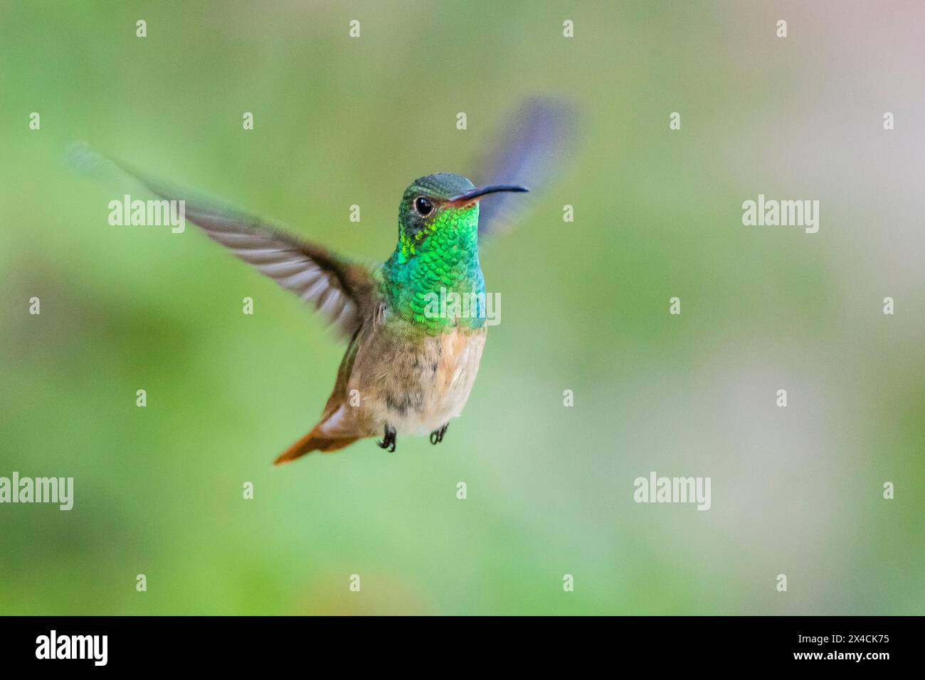 Stati Uniti, Texas, contea di Hidalgo. Un colibrì con panciute di scoglio Foto Stock