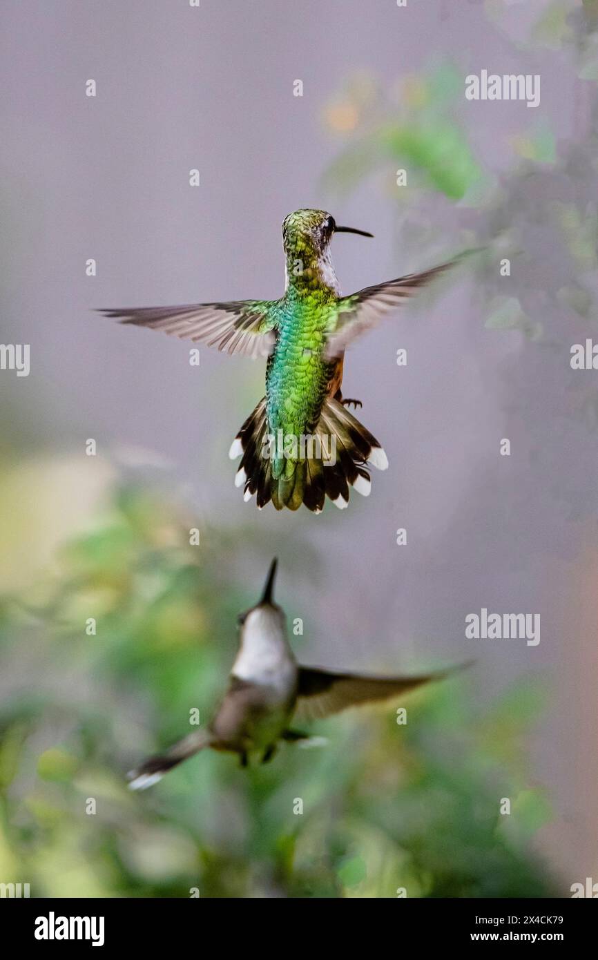 Stati Uniti, Texas, contea di Hidalgo. Difesa dei colibrì dalla pelle nera Foto Stock