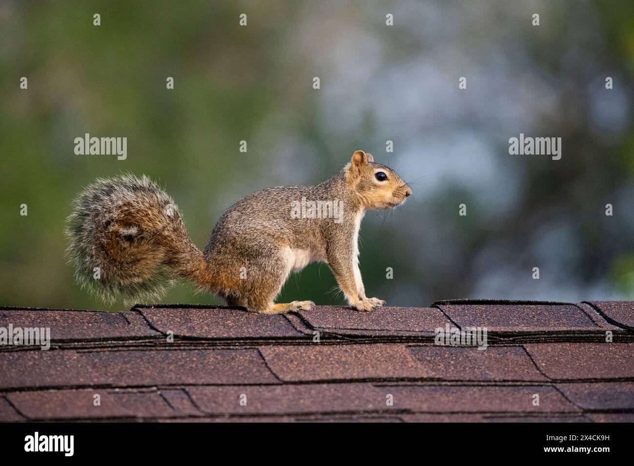 USA, Texas, Cameron County. Scoiattolo di volpe orientale sul tetto Foto Stock