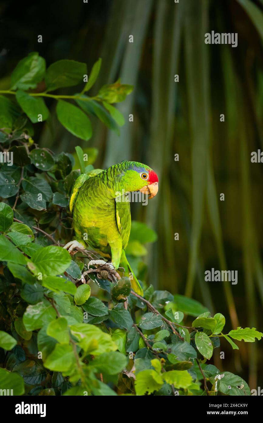 USA, Texas, Cameron County. Alimentazione dei pappagalli con corona rossa Foto Stock