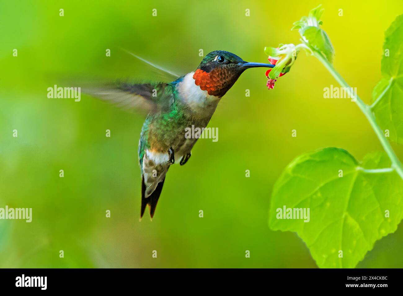 Stati Uniti, Texas, contea di Hidalgo. Colibrì dalla gola rubina che si libra Foto Stock