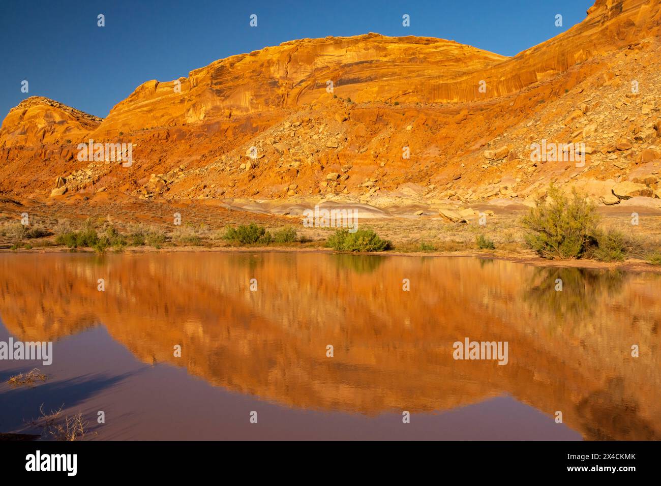 USA, Utah, Bear's Ears National Monument. Riflesso della cresta del pettine nello stagno. Foto Stock