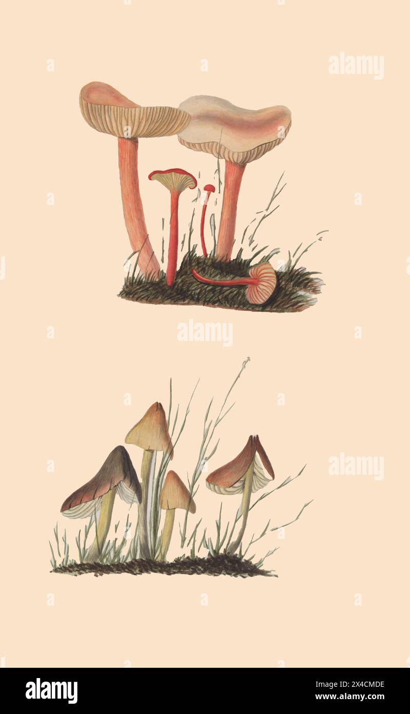 Una collezione di disegni micologici di Albertini, Johann Baptist von, 1769-1831; Schweinitz, Lewis David von, 1780-1834 pubblicato nel 1805. Lewis David von Schweinitz fu il primo americano a concentrare i suoi sforzi botanici sui funghi. Nato a Betlemme, Pennsylvania, il 13 febbraio 1780, Schweinitz si trasferì con la famiglia in Germania nel 1798 ed entrò nel seminario teologico moravo di Niesky in Slesia. Lì incontrò il professor Albertini, anch'egli interessato alla botanica. Insieme Schweinitz e Albertini raccolsero e studiarono i funghi in tutta la regione di Niesky e nel 1805 pubblicarono il Conspectus fu Foto Stock