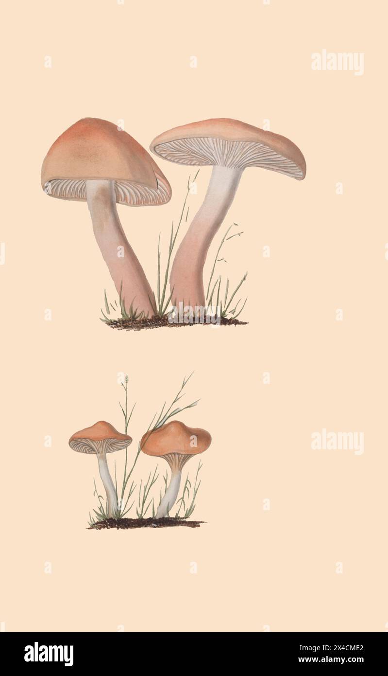 Una collezione di disegni micologici di Albertini, Johann Baptist von, 1769-1831; Schweinitz, Lewis David von, 1780-1834 pubblicato nel 1805. Lewis David von Schweinitz fu il primo americano a concentrare i suoi sforzi botanici sui funghi. Nato a Betlemme, Pennsylvania, il 13 febbraio 1780, Schweinitz si trasferì con la famiglia in Germania nel 1798 ed entrò nel seminario teologico moravo di Niesky in Slesia. Lì incontrò il professor Albertini, anch'egli interessato alla botanica. Insieme Schweinitz e Albertini raccolsero e studiarono i funghi in tutta la regione di Niesky e nel 1805 pubblicarono il Conspectus fu Foto Stock