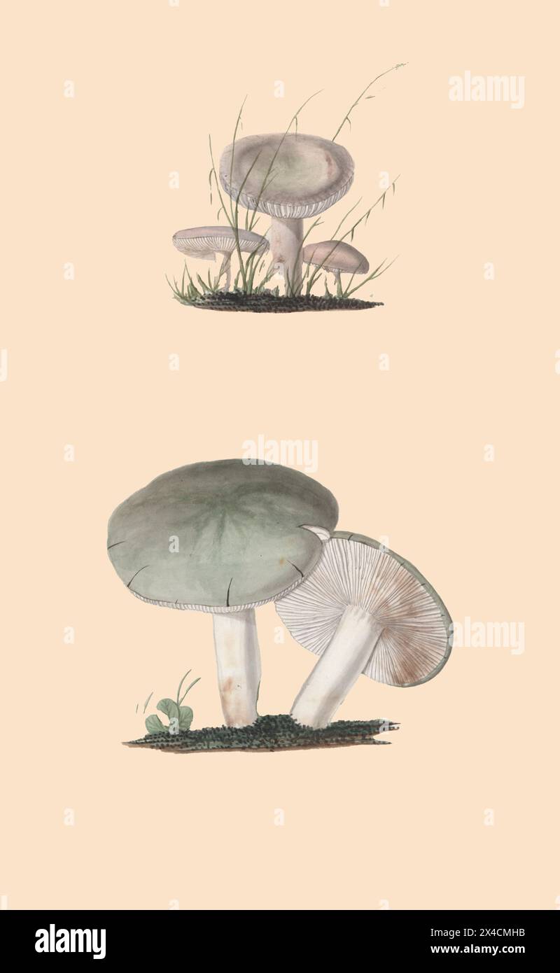 Una collezione di disegni micologici di Albertini, Johann Baptist von, 1769-1831; Schweinitz, Lewis David von, 1780-1834 pubblicato nel 1805. Lewis David von Schweinitz fu il primo americano a concentrare i suoi sforzi botanici sui funghi. Nato a Betlemme, Pennsylvania, il 13 febbraio 1780, Schweinitz si trasferì con la famiglia in Germania nel 1798 ed entrò nel seminario teologico moravo di Niesky in Slesia. Lì incontrò il professor Albertini, anch'egli interessato alla botanica. Insieme Schweinitz e Albertini raccolsero e studiarono i funghi in tutta la regione di Niesky e nel 1805 pubblicarono il Conspectus fu Foto Stock