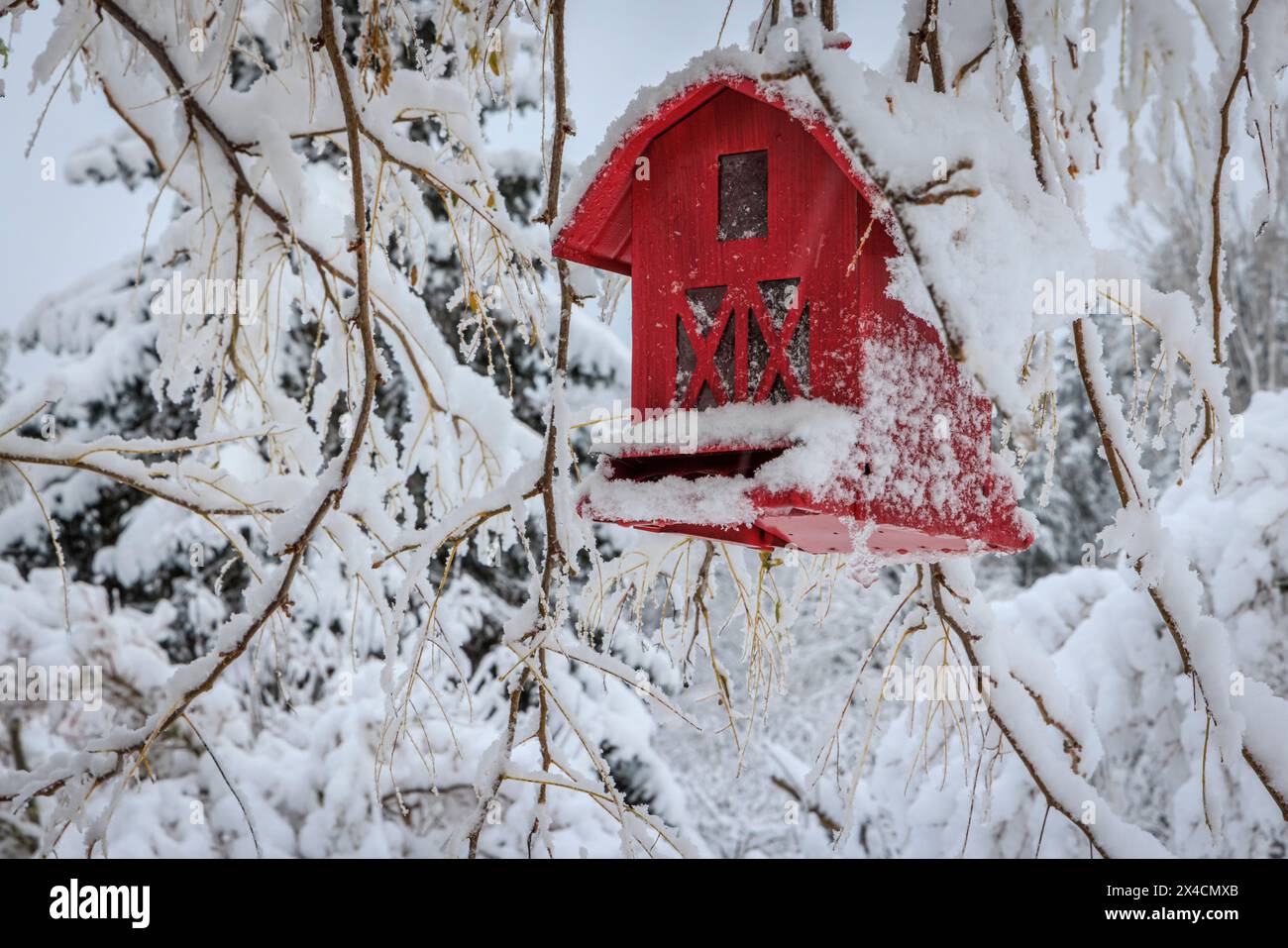 Stati Uniti, Stato di Washington, Seabeck. Casa degli uccelli nei rami invernali innevati. Foto Stock