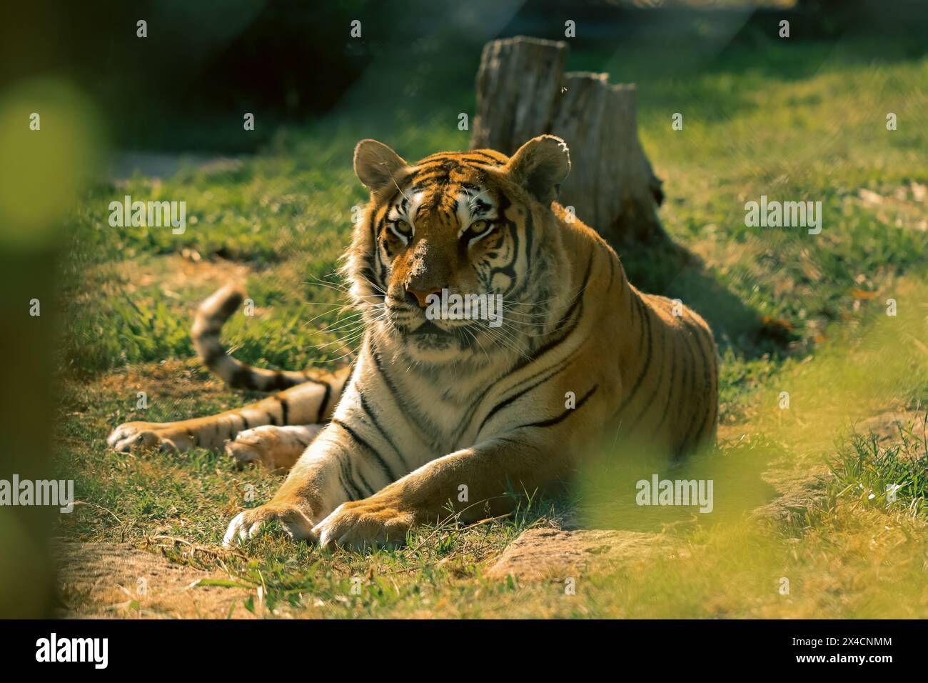 Crogiolandosi tra i raggi dorati, una maestosa tigre gode di un momento di riposo tranquillo sotto il caldo abbraccio del sole. Foto Stock