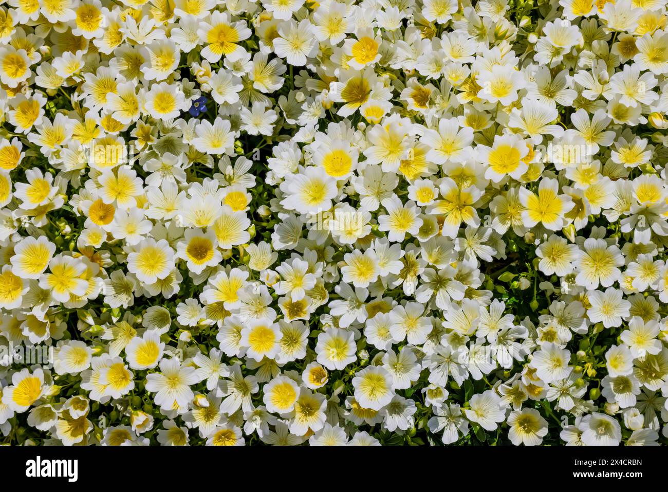 USA, Washington State, Bellevue, Bellevue Botanical Garden piantagioni di massa in fiore bianco e giallo Foto Stock