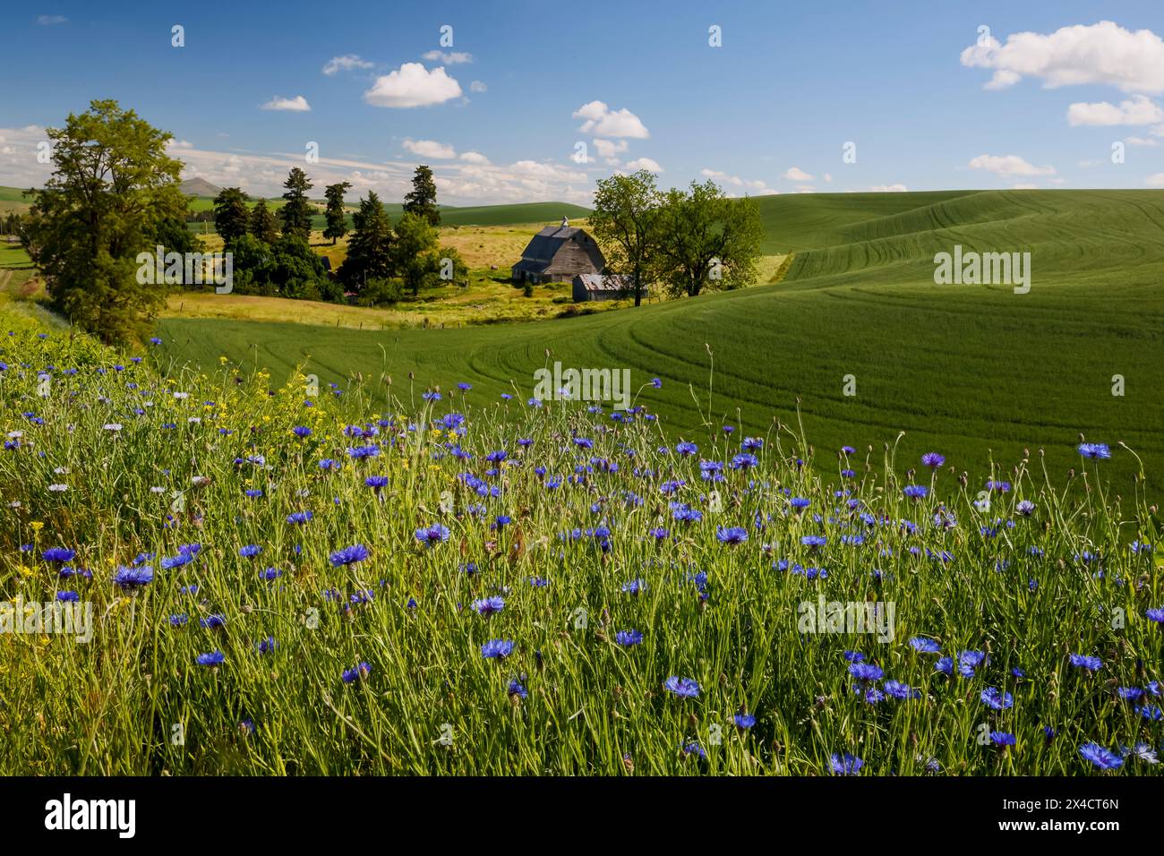 Stati Uniti, Stato di Washington, Palouse. Colfax Bachelor's Button lungo la strada e fienile sotto Foto Stock