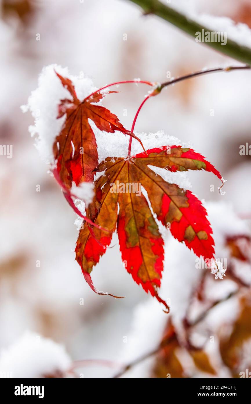 Stati Uniti, Stato di Washington, Sammamish. Neve fresca e unica foglia d'acero giapponese Foto Stock