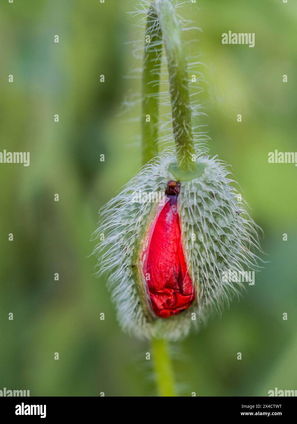 Stati Uniti, Stato di Washington, Palouse. Primo piano di un fiore di papavero pronto per l'apertura. Foto Stock