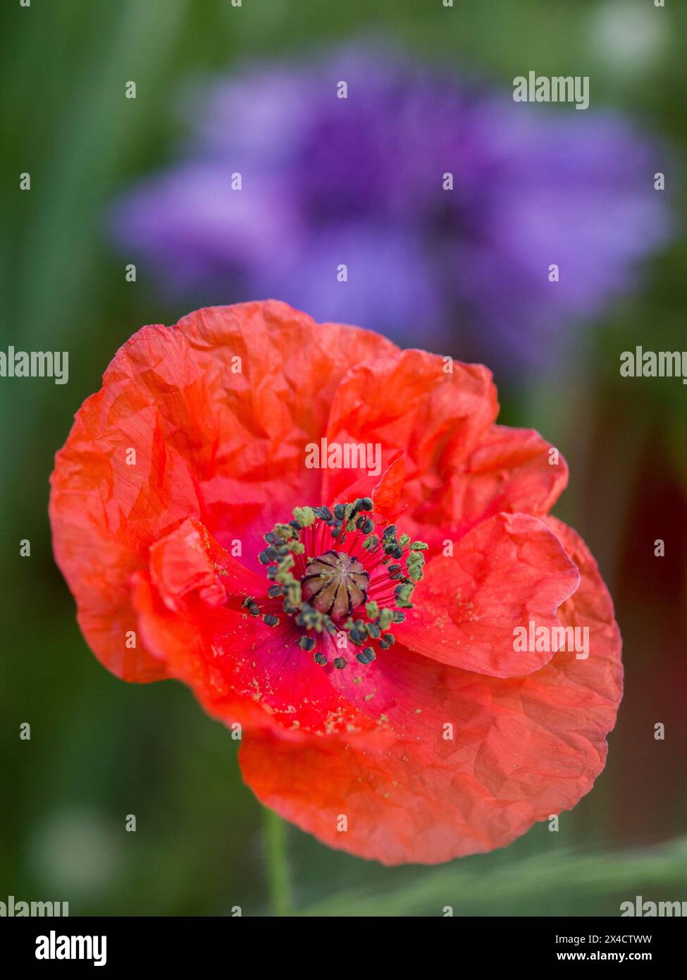 Stati Uniti, Stato di Washington, Palouse. Primo piano di papavero rosso brillante. Foto Stock