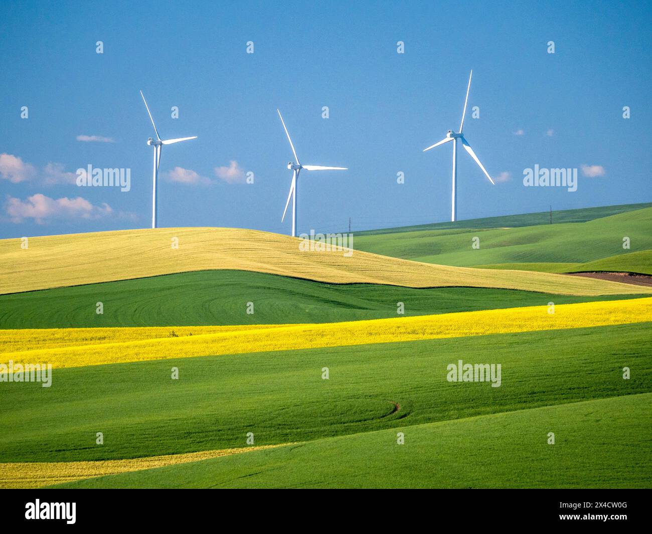 Stati Uniti, Stato di Washington, Palouse. Mulini a vento che torreggiano su campi di grano e canola nella regione di Palouse, nella parte orientale dello stato di Washington. Foto Stock